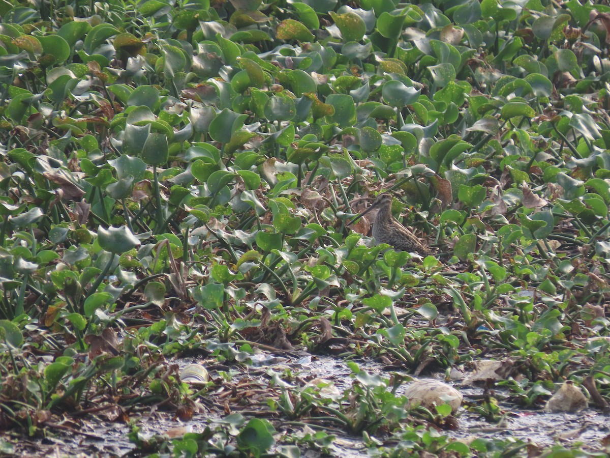 Common Snipe - ML611570618