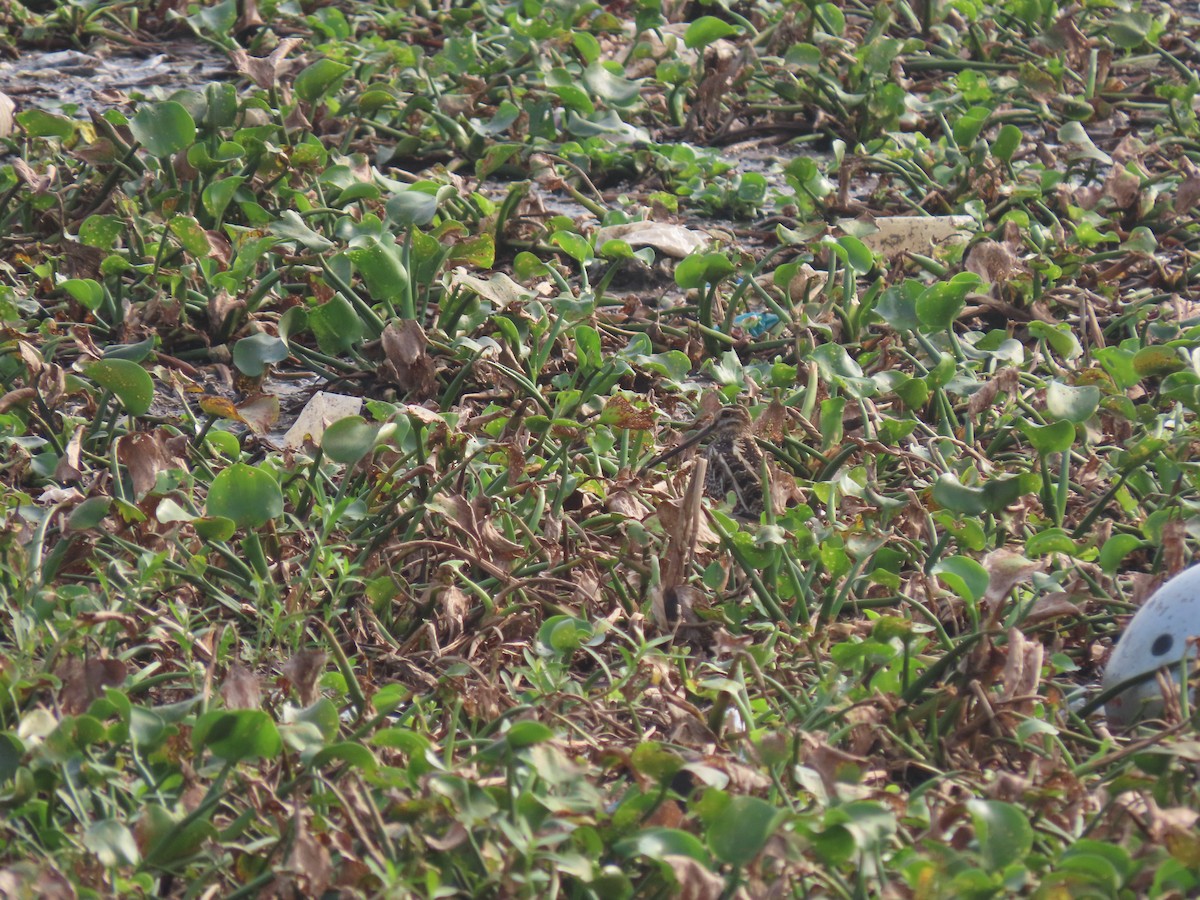 Common Snipe - ML611570619