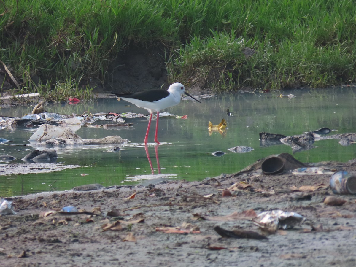 Black-winged Stilt - ML611570627