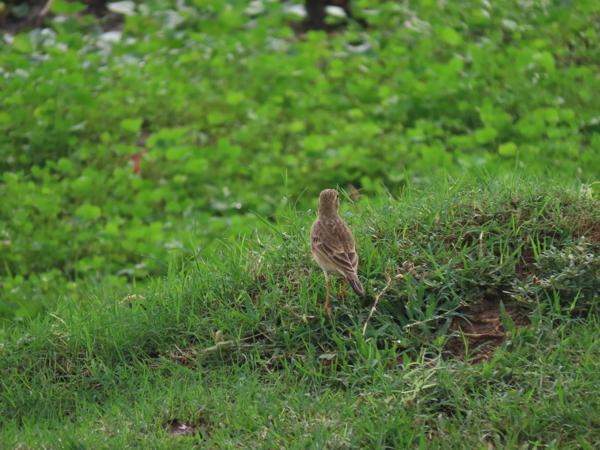 Paddyfield Pipit - ML611570641