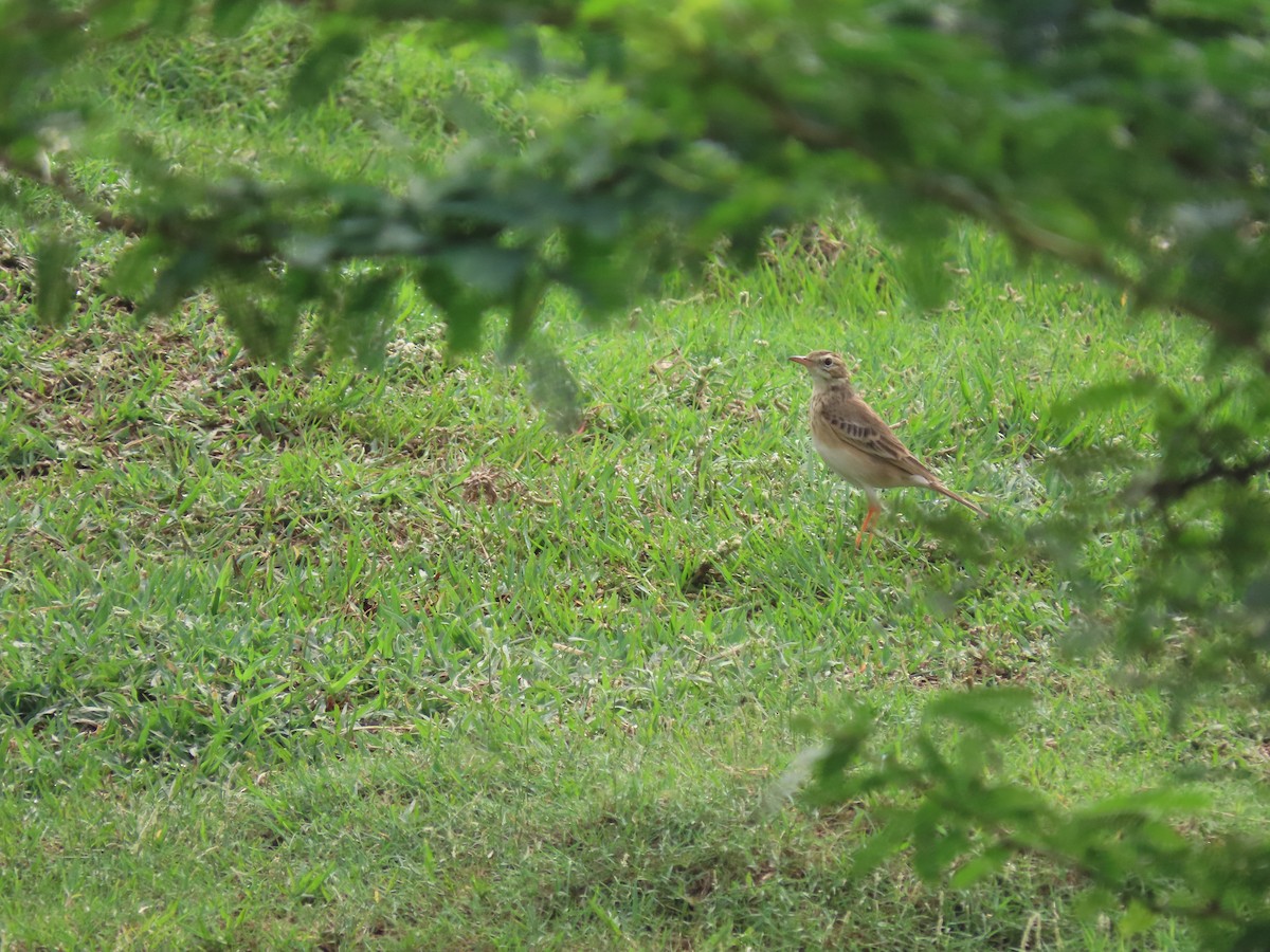 Paddyfield Pipit - ML611570643