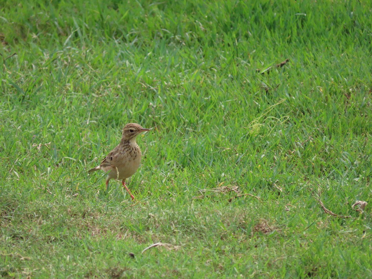 Paddyfield Pipit - Sreekumar Chirukandoth