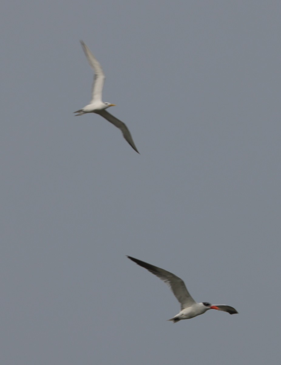 Lesser Crested Tern - ML611570655