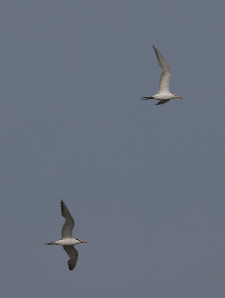 Lesser Crested Tern - ML611570662