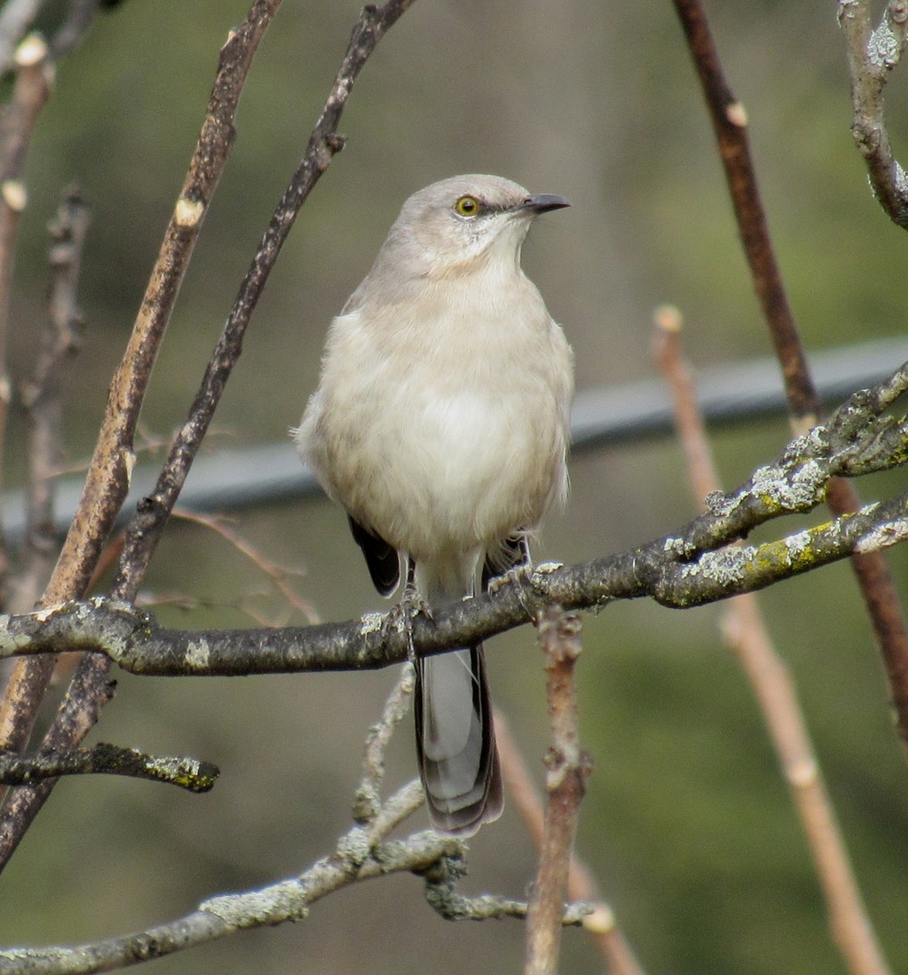 Northern Mockingbird - ML611570666