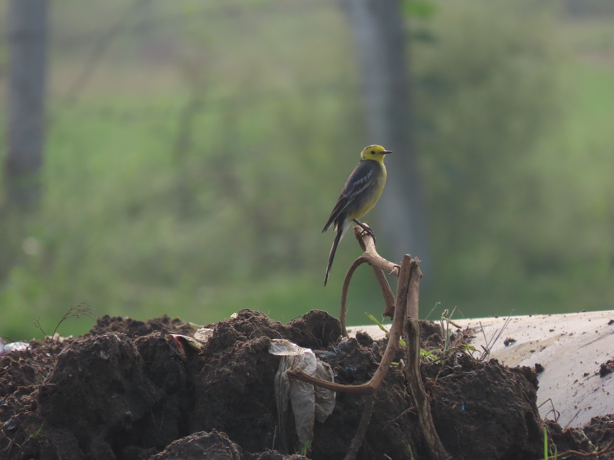 Citrine Wagtail - ML611570670