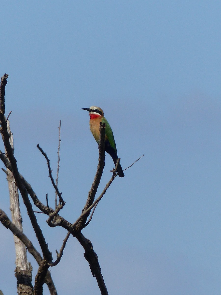 White-fronted Bee-eater - ML611570689