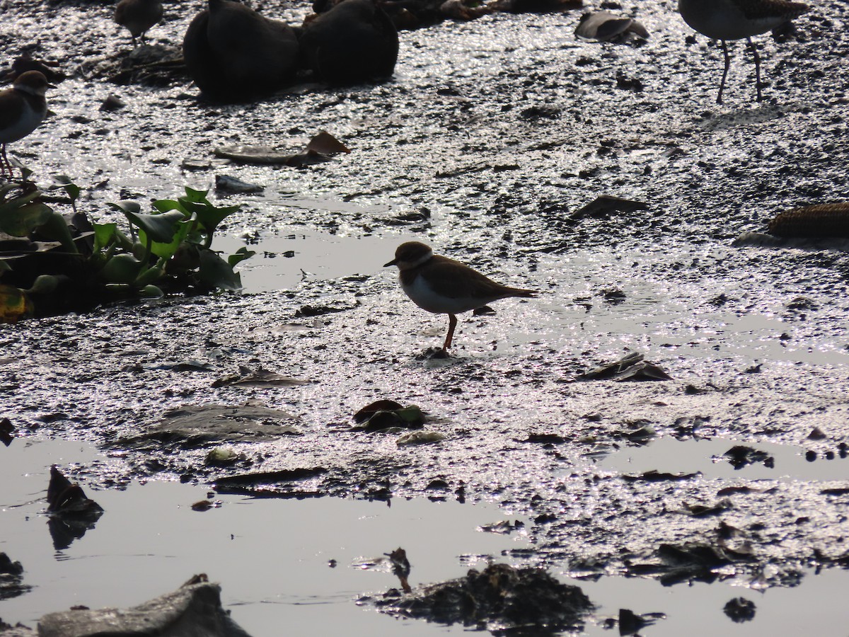 Little Ringed Plover - ML611570700