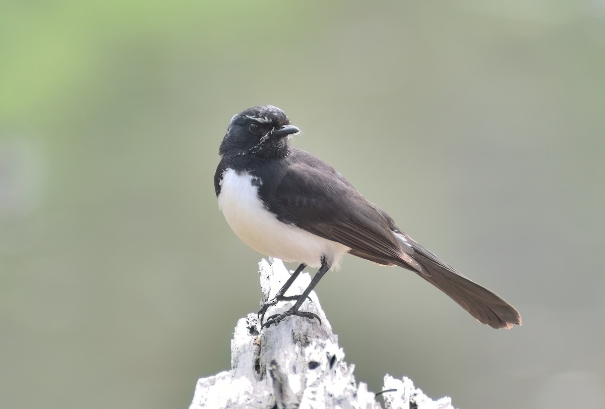Willie-wagtail - ML611570707