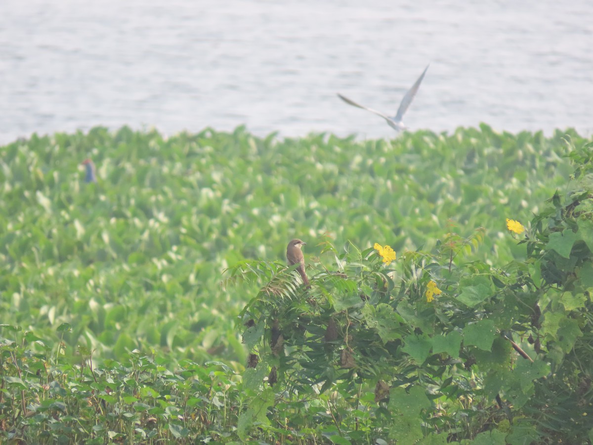 Brown Shrike - ML611570728