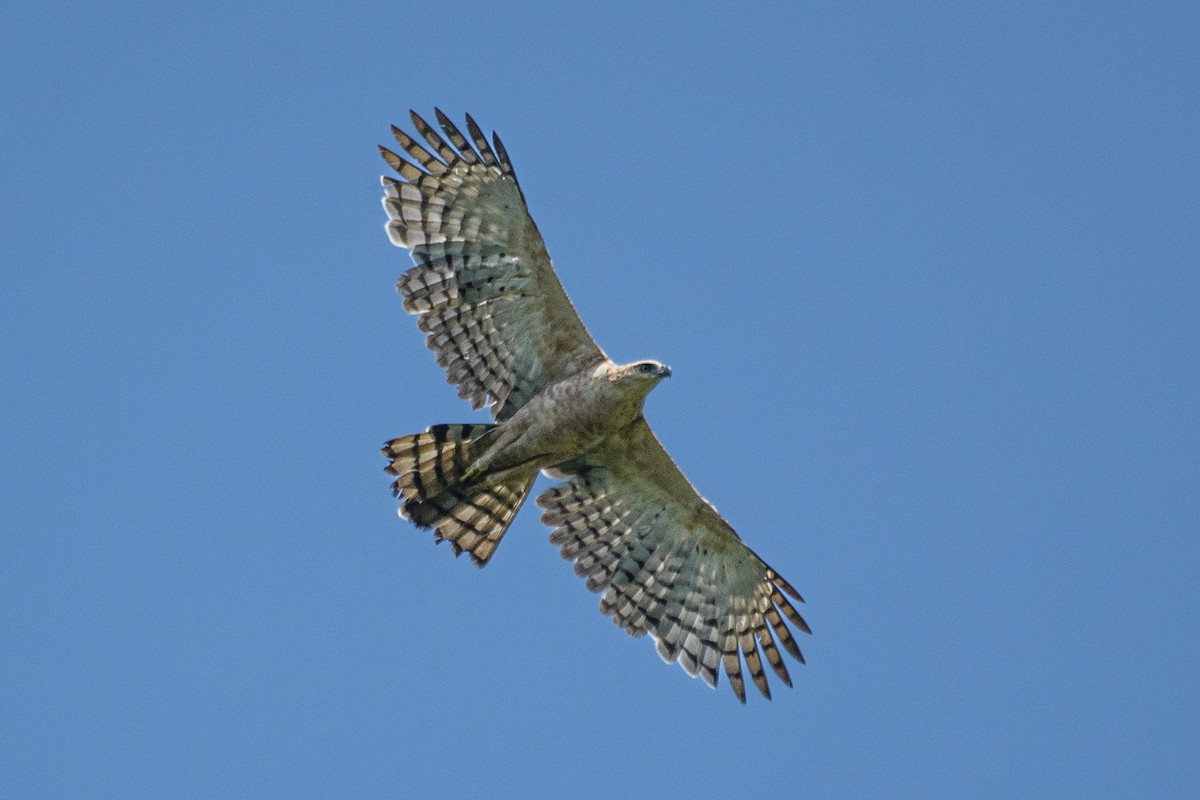 Legge's Hawk-Eagle - H Nambiar