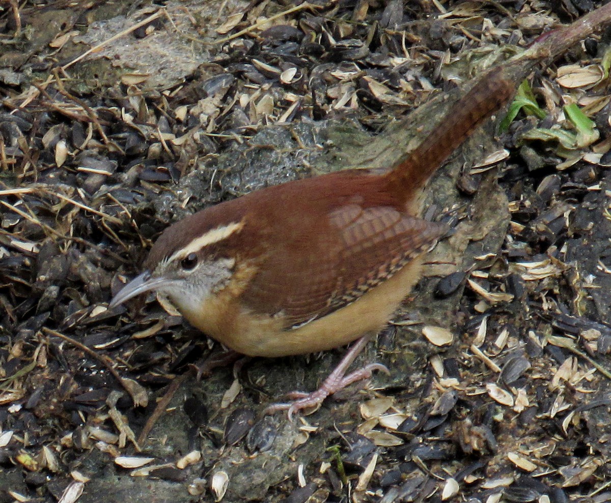 Carolina Wren - ML611570834