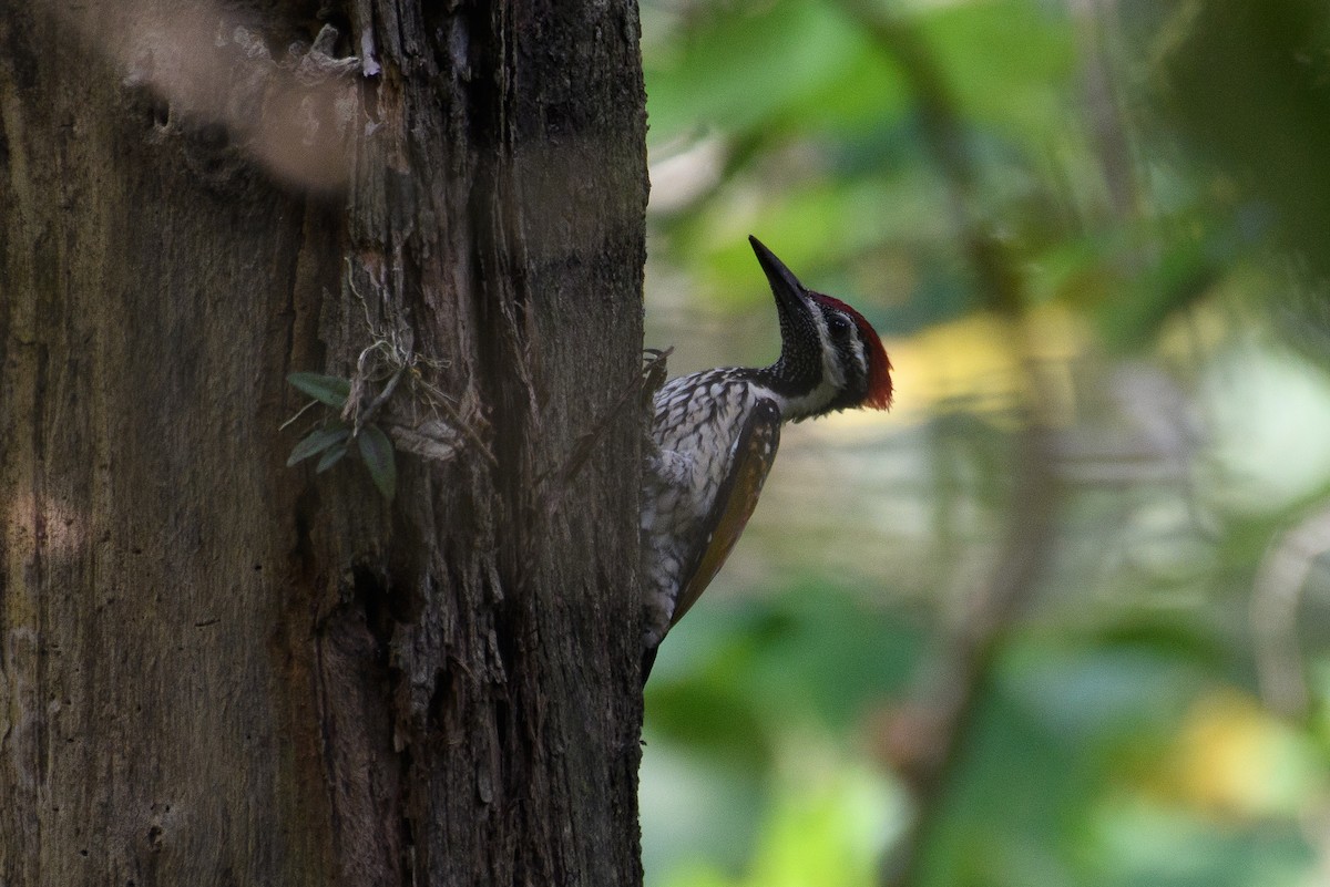 Black-rumped Flameback - H Nambiar