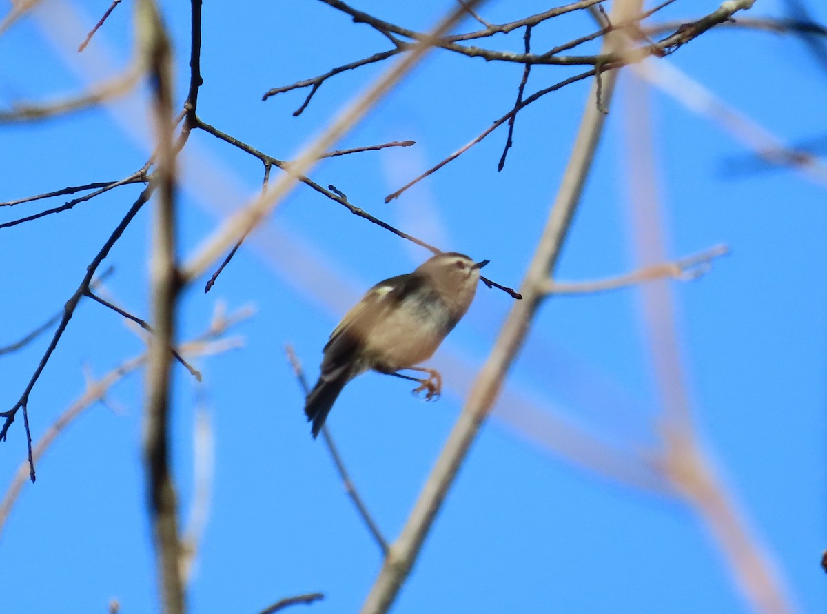 Golden-crowned Kinglet - ML611570867