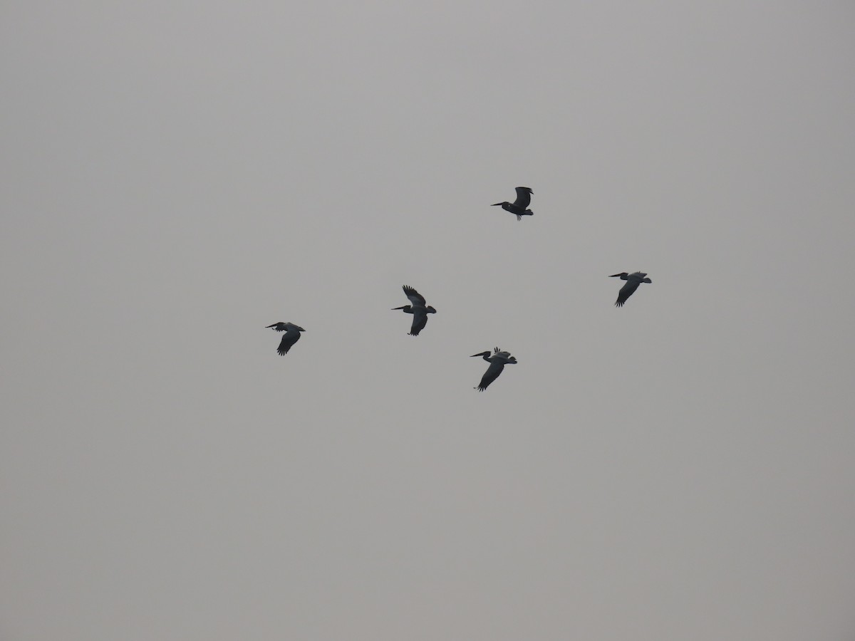 Spot-billed Pelican - Sreekumar Chirukandoth