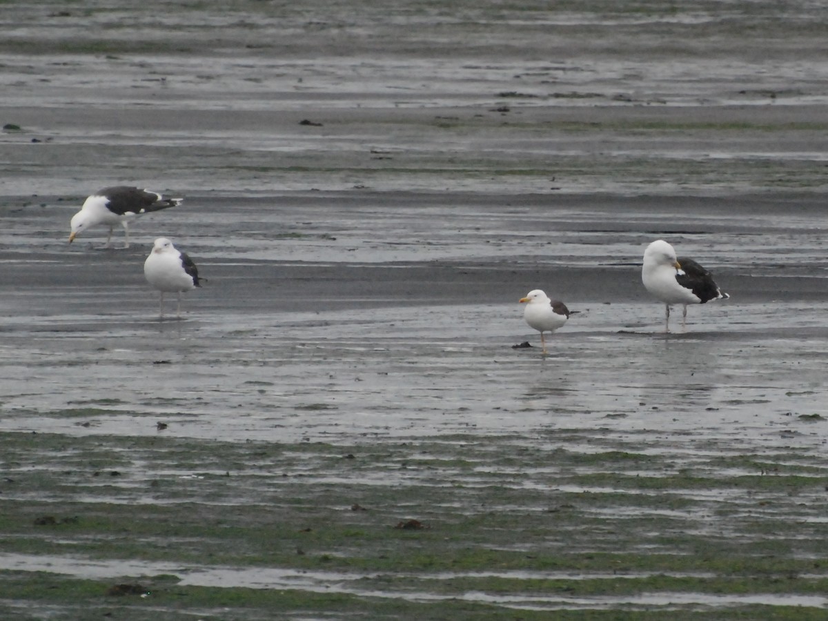 Lesser Black-backed Gull - ML611570903