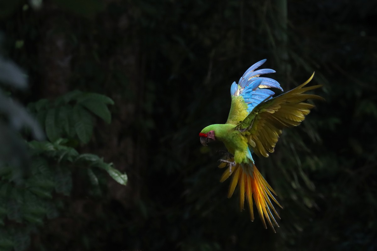 Great Green Macaw - ML611570905