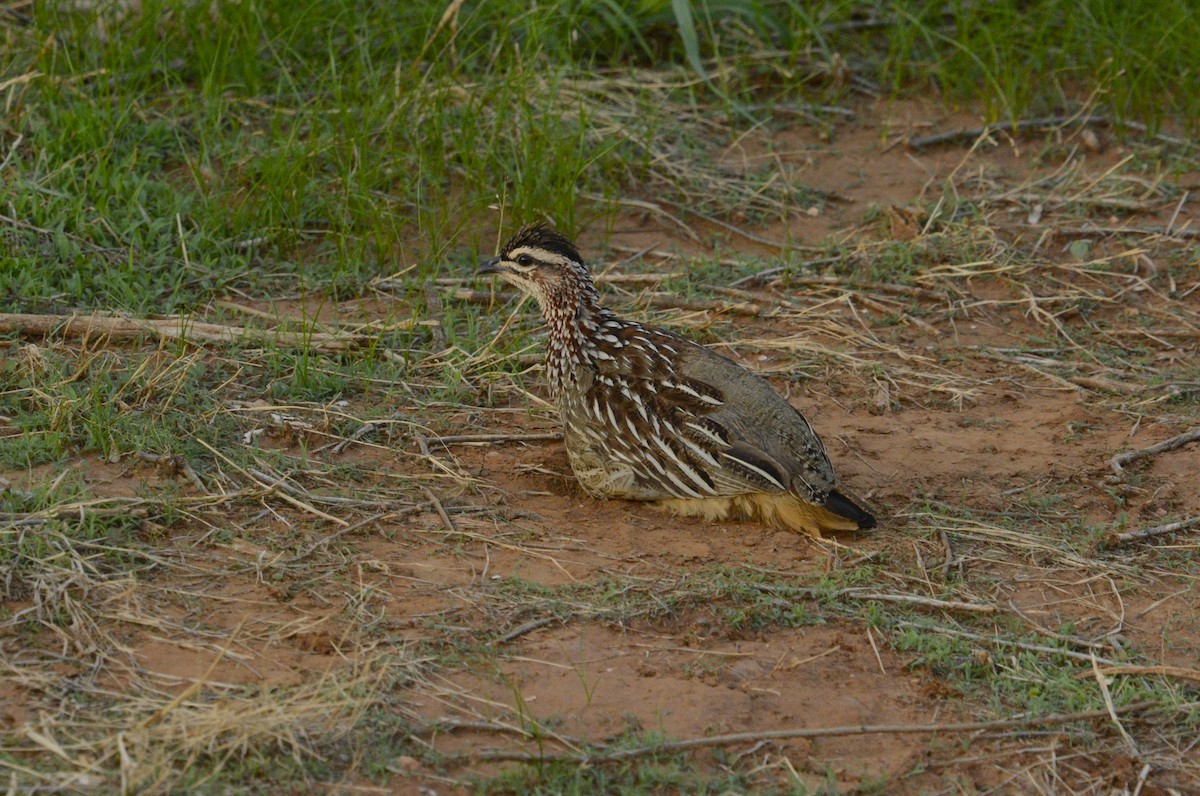 Crested Francolin - ML611570929