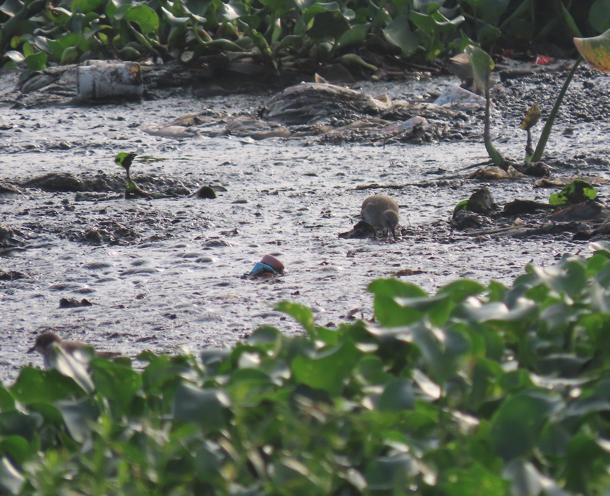 Temminck's Stint - Sreekumar Chirukandoth