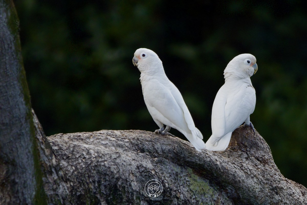 Tanimbar Corella - ML611570937