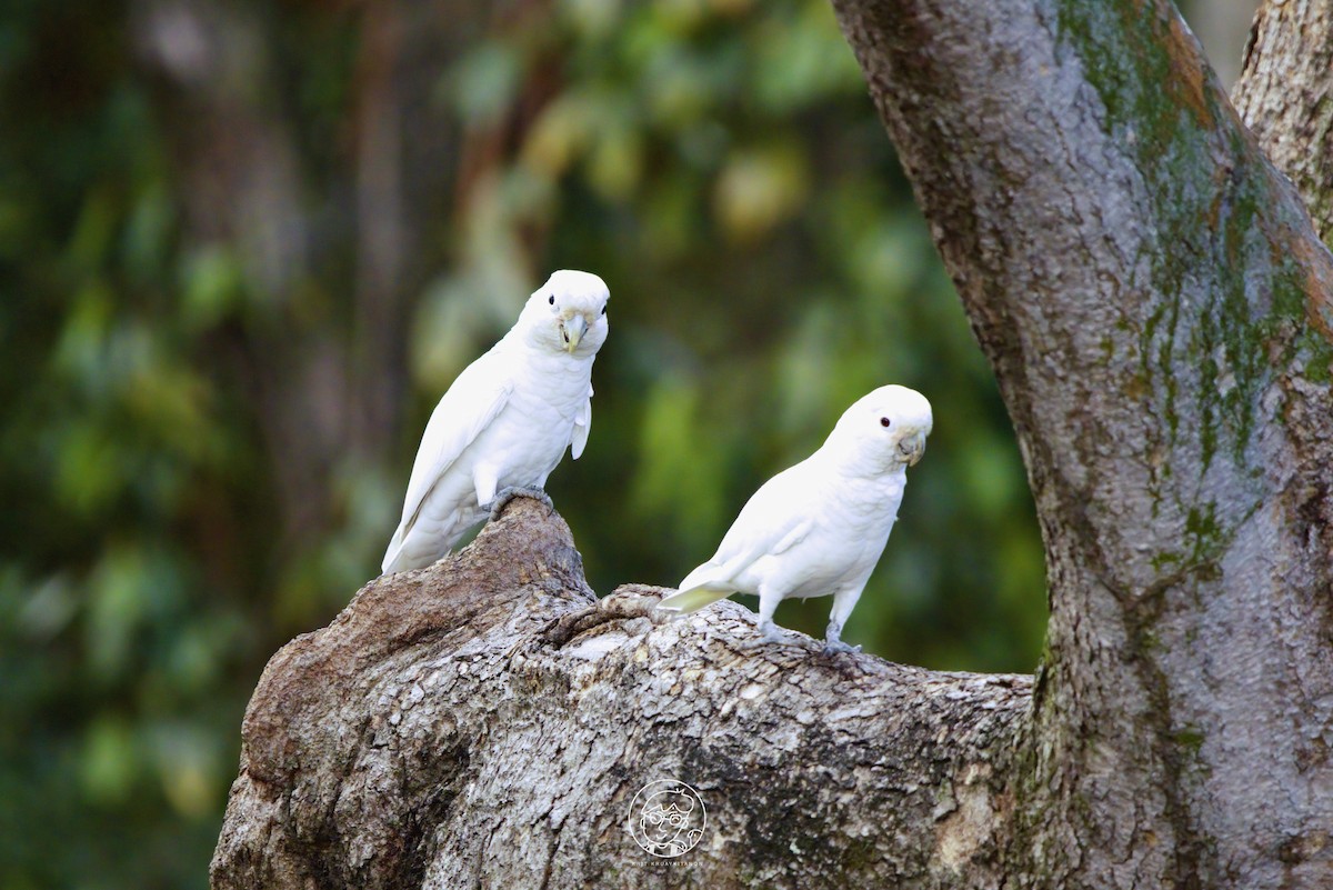 Tanimbar Corella - Krit Kruaykitanon 🦅