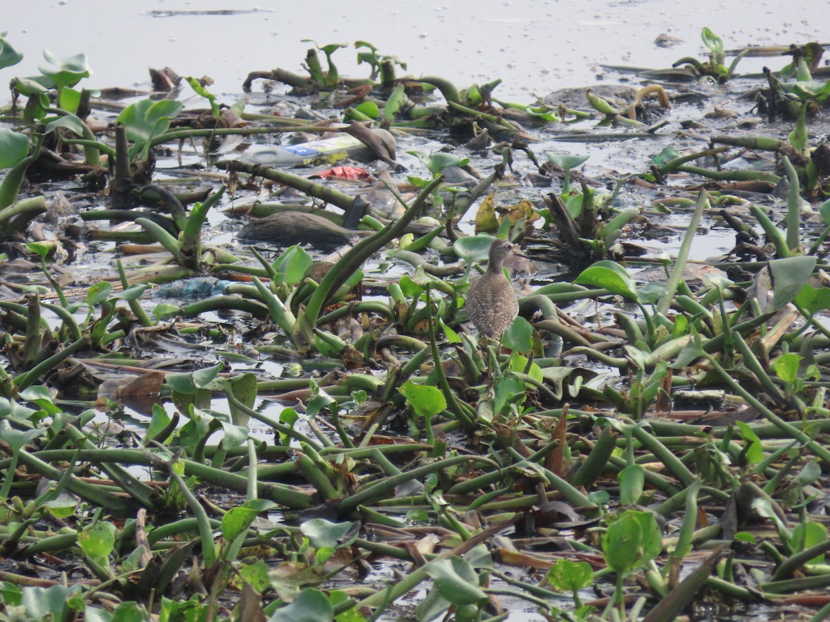 Wood Sandpiper - ML611570947