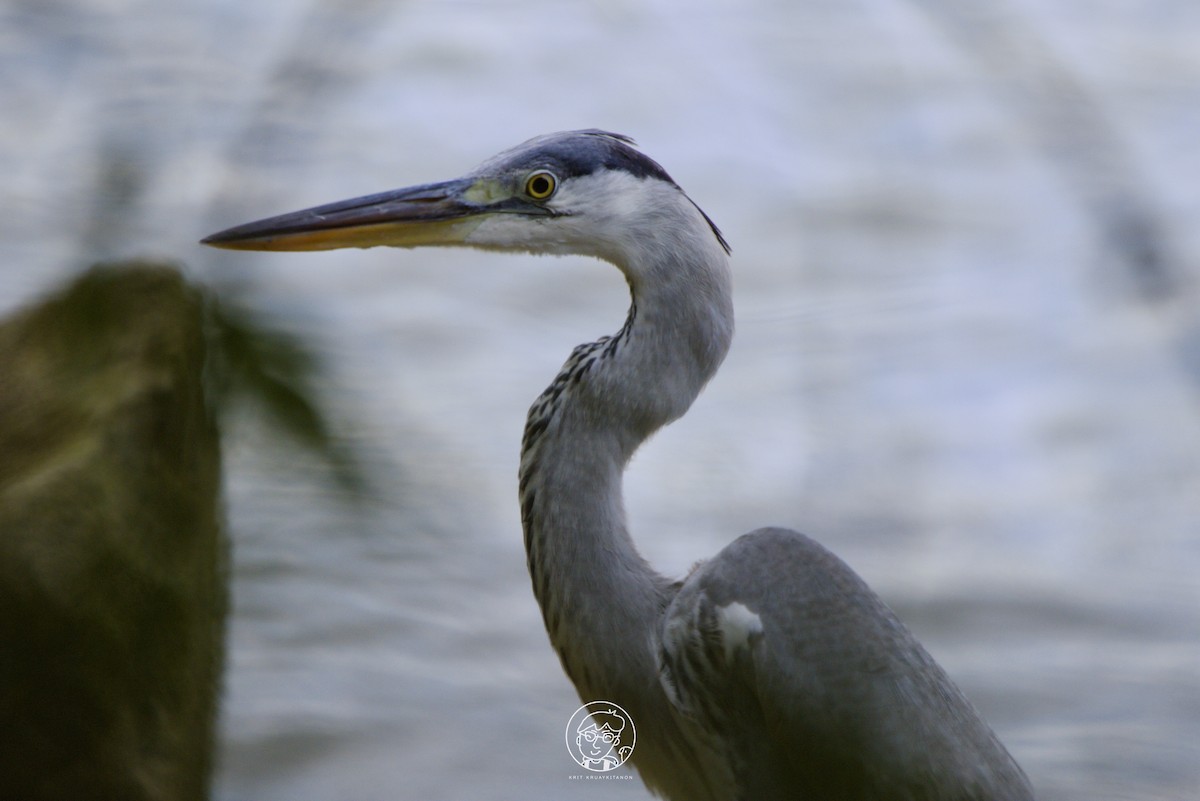 Gray Heron - Krit Kruaykitanon 🦅