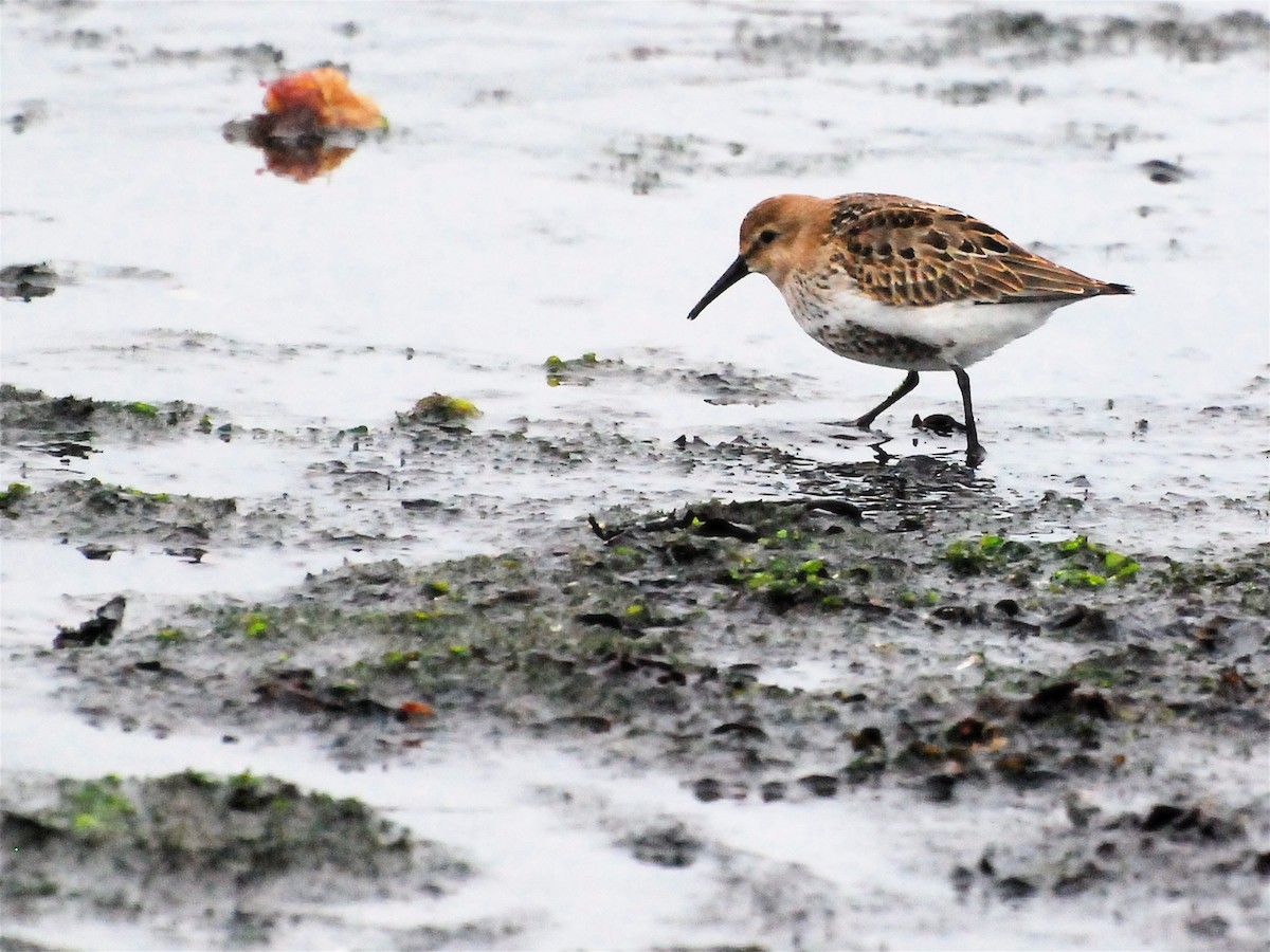 Dunlin - ML611570961