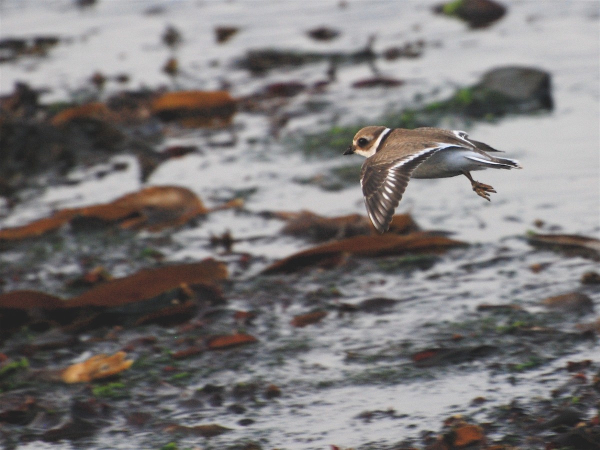 Common Ringed Plover - Alan Van Norman