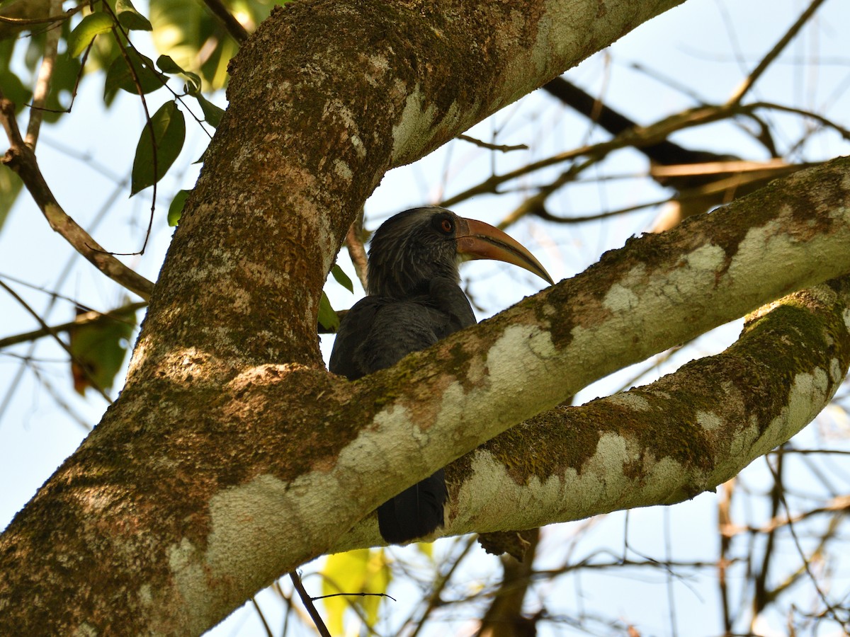 Malabar Gray Hornbill - ML611570978