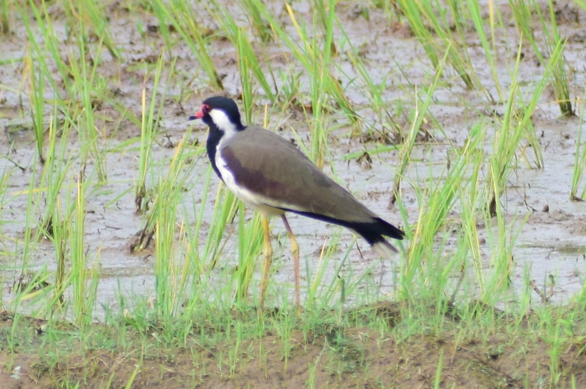 Red-wattled Lapwing - ML611570988