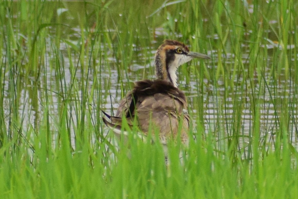 Pheasant-tailed Jacana - ML611570990