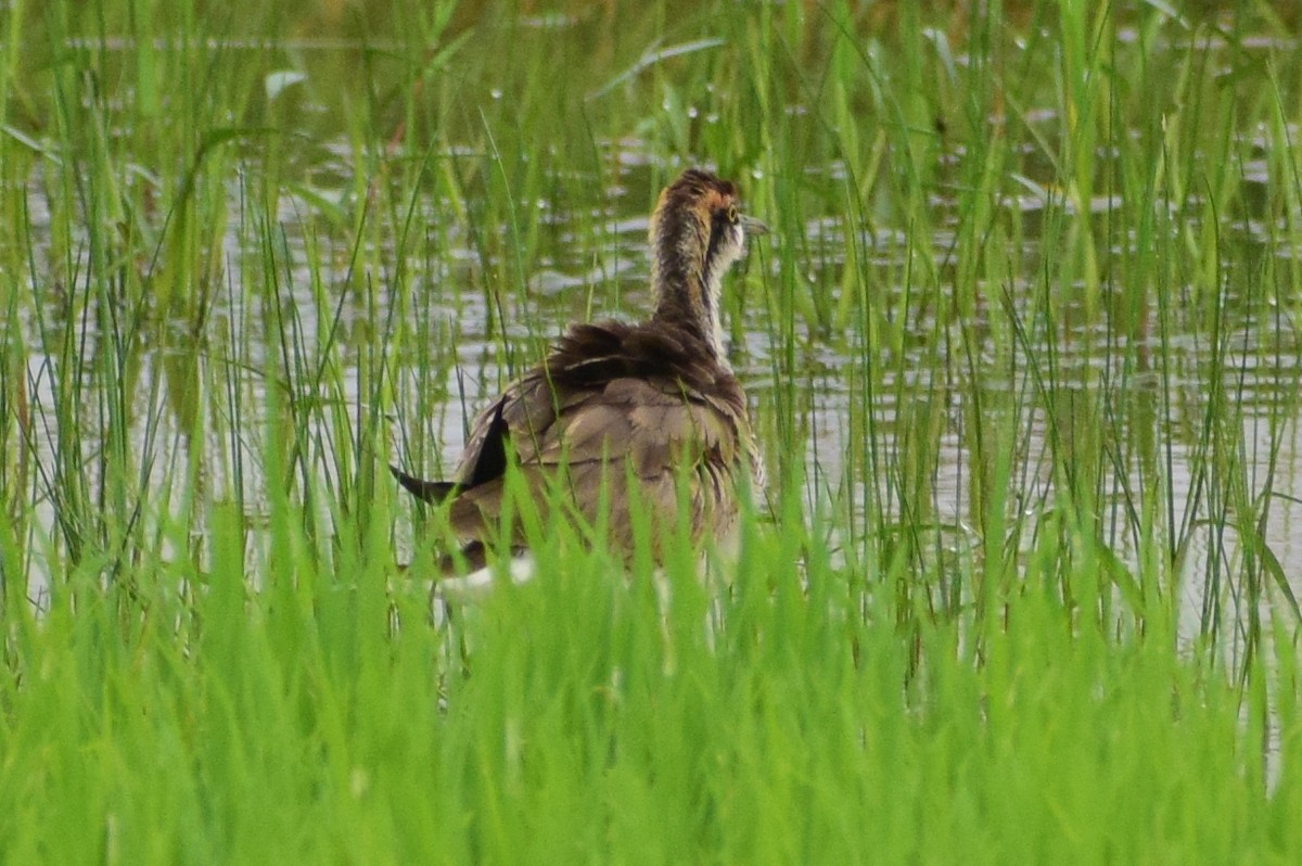 Pheasant-tailed Jacana - ML611570991
