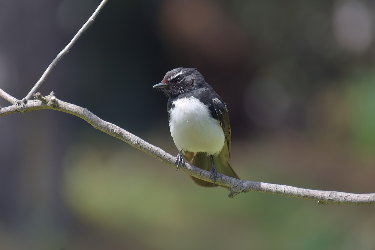 Willie-wagtail - ML611570995