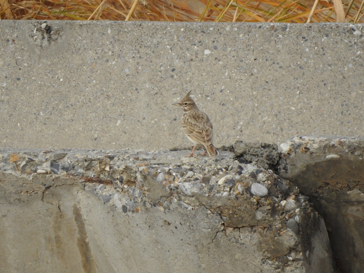 Crested Lark - ML611571060