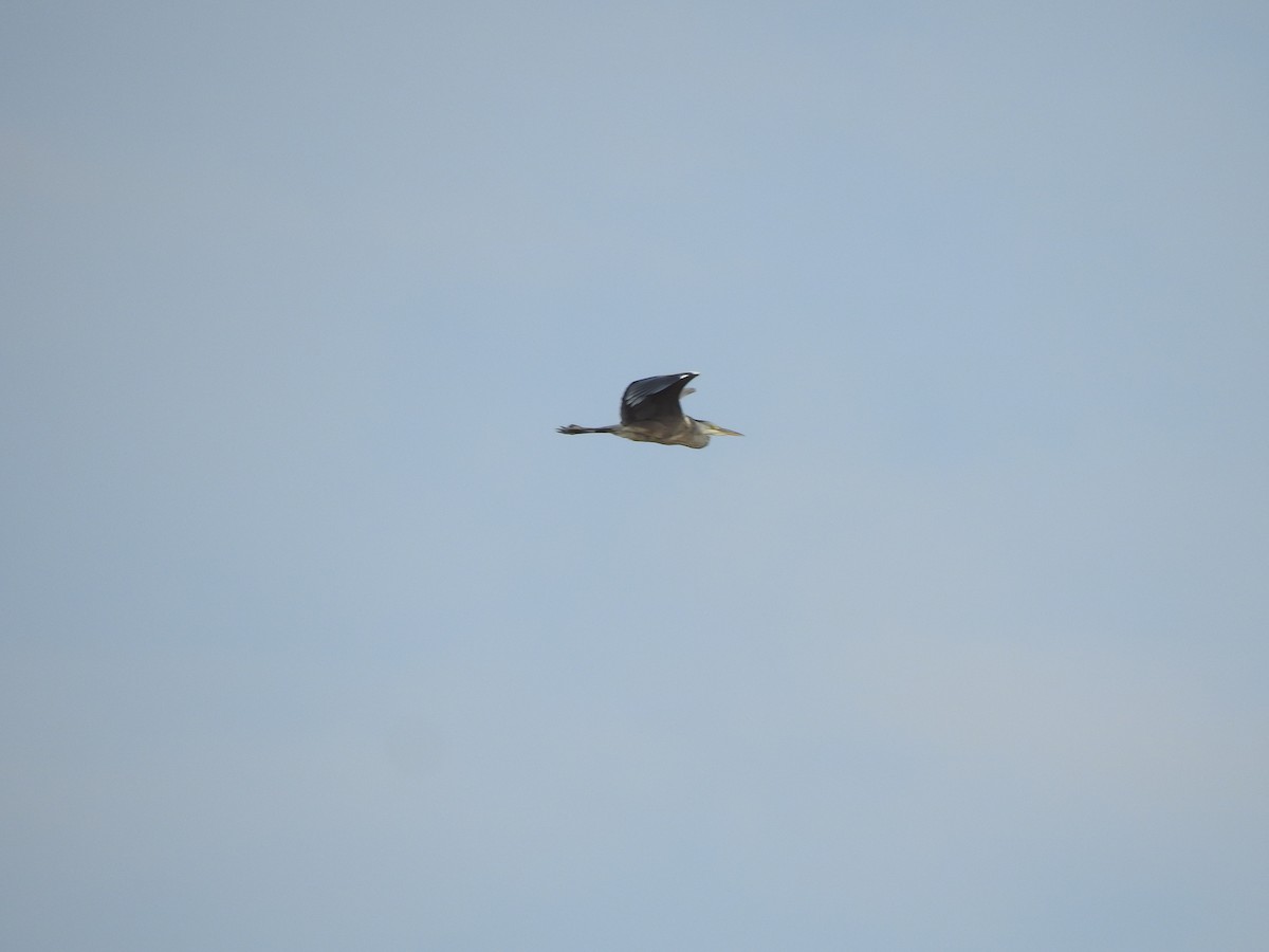 Gray Heron - ML611571068