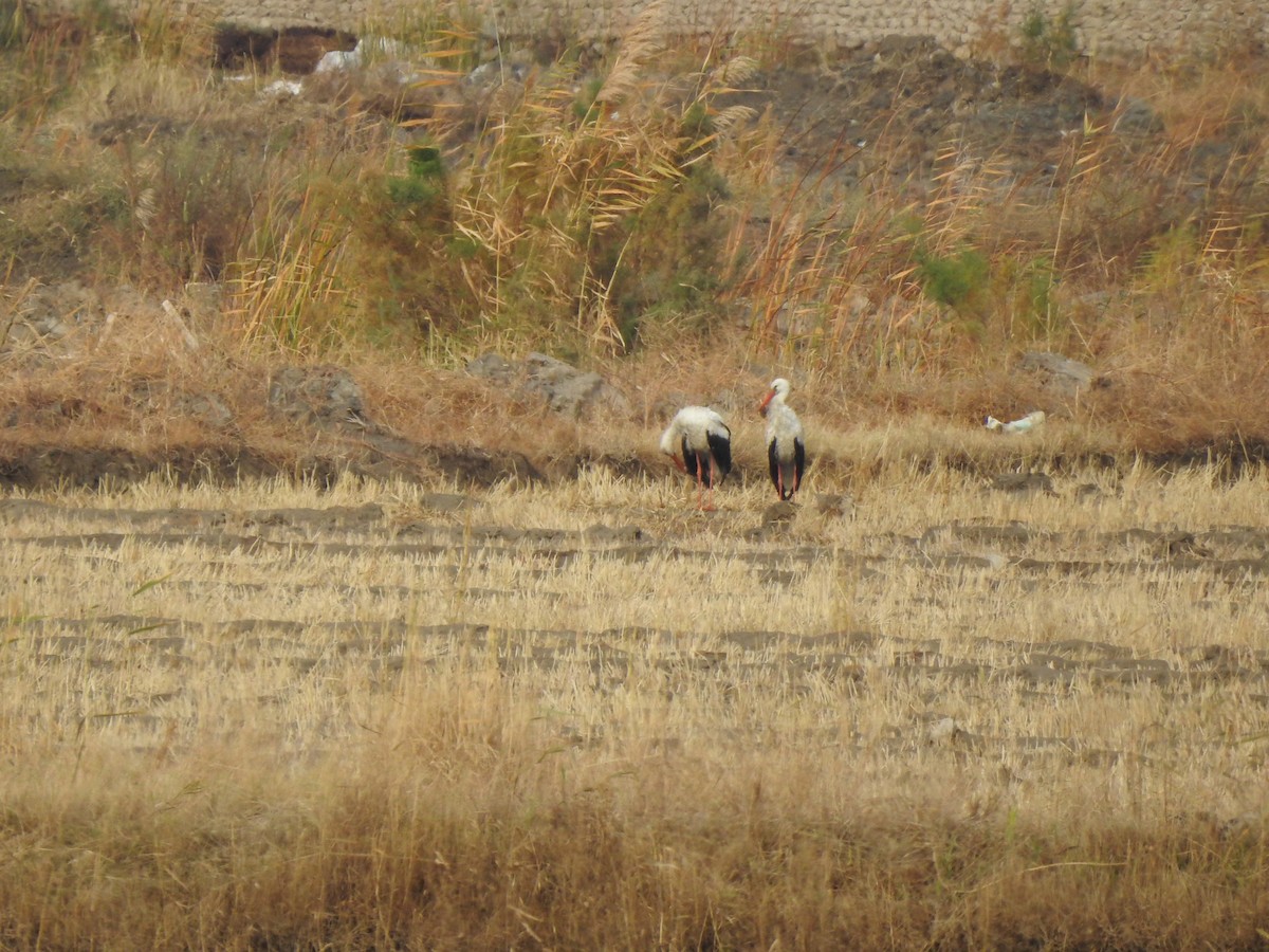 White Stork - ML611571070