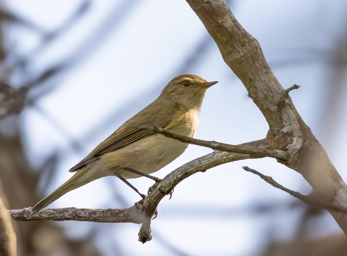 Common Chiffchaff - ML611571077