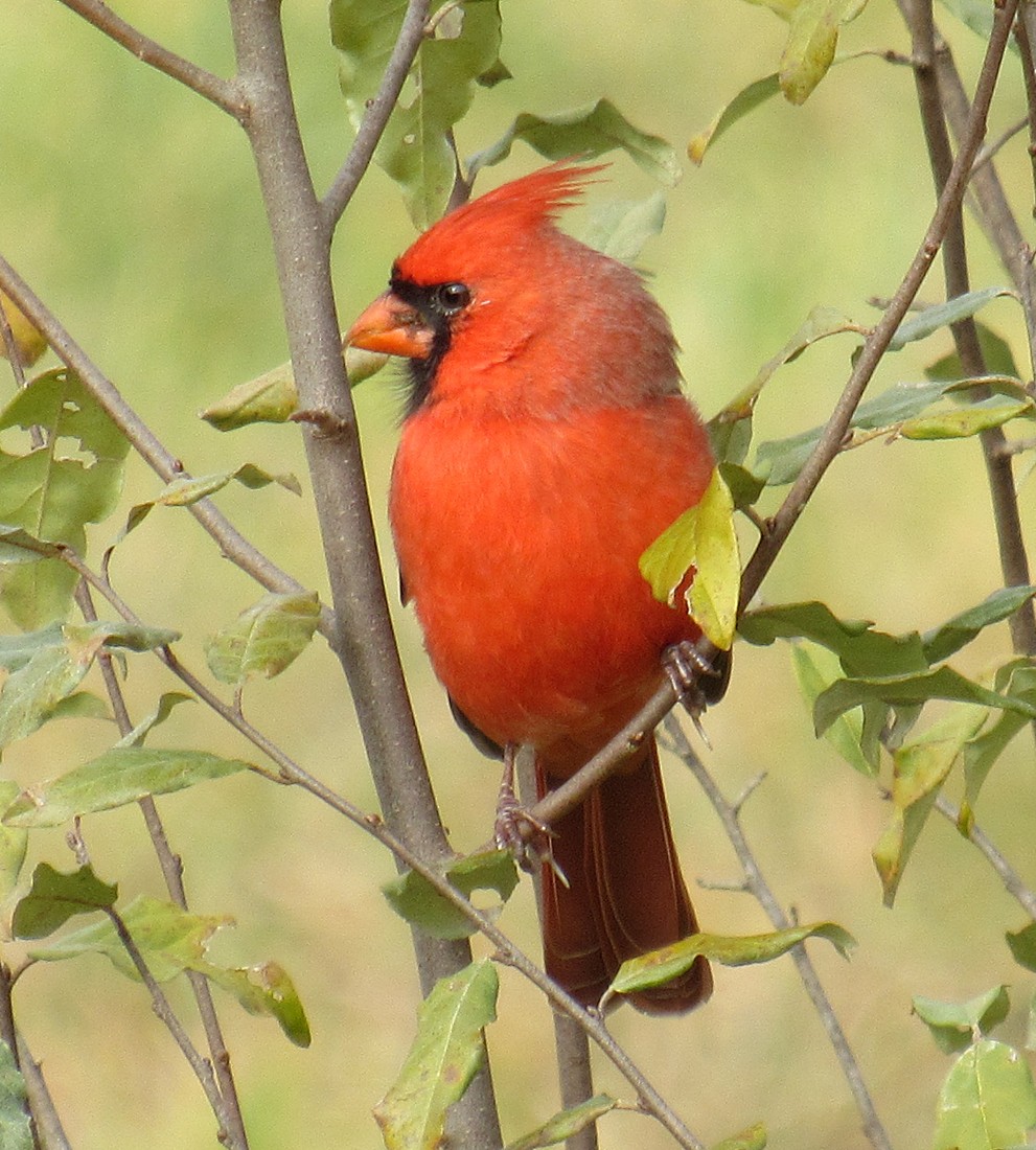 kardinál červený - ML611571083