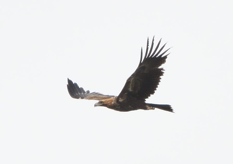 Wedge-tailed Eagle - ML611571085