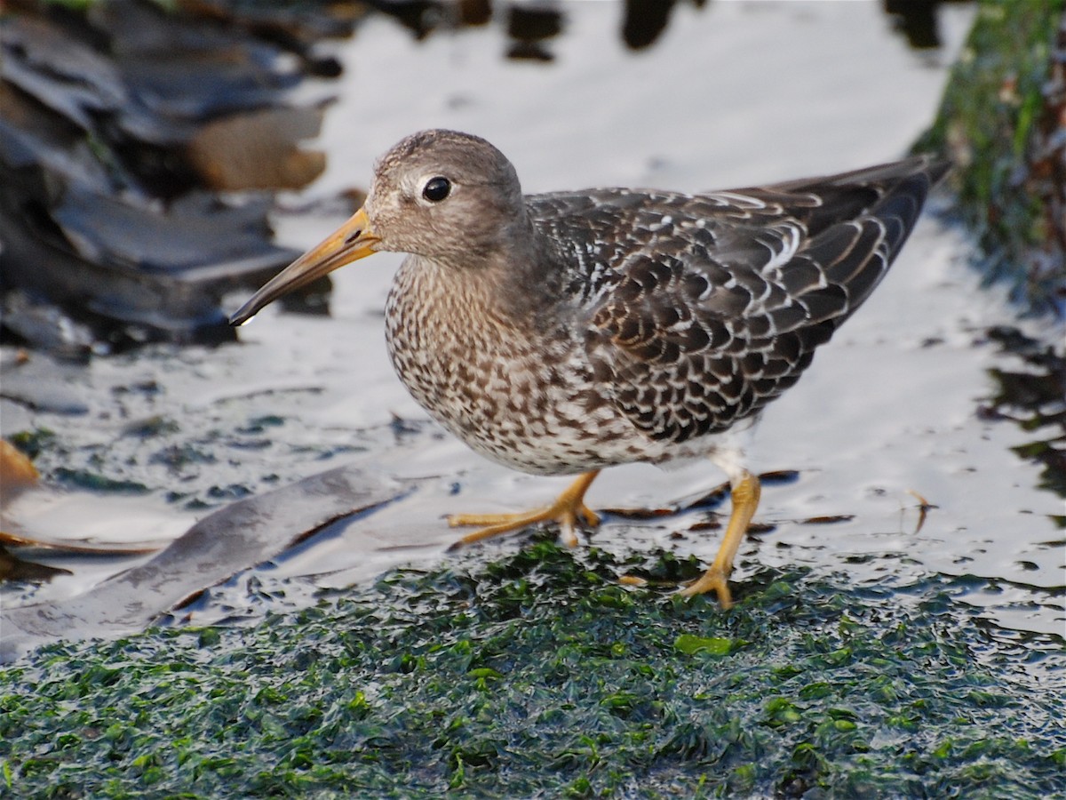 חופית ימית - ML611571095
