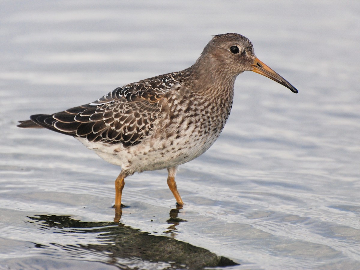 Purple Sandpiper - ML611571096