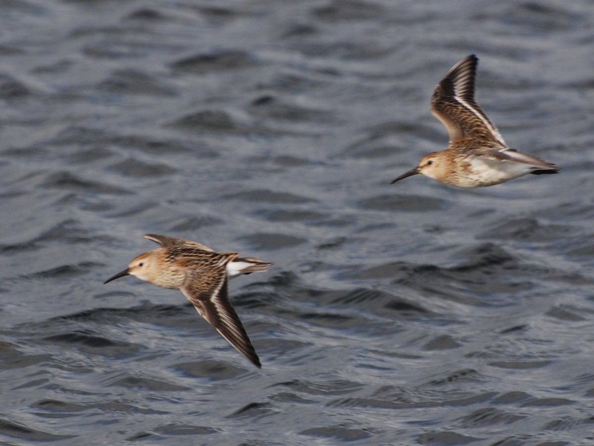 Хар элсэг - ML611571113