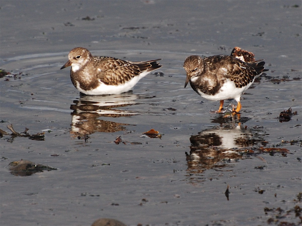 Алаг хайргач - ML611571117