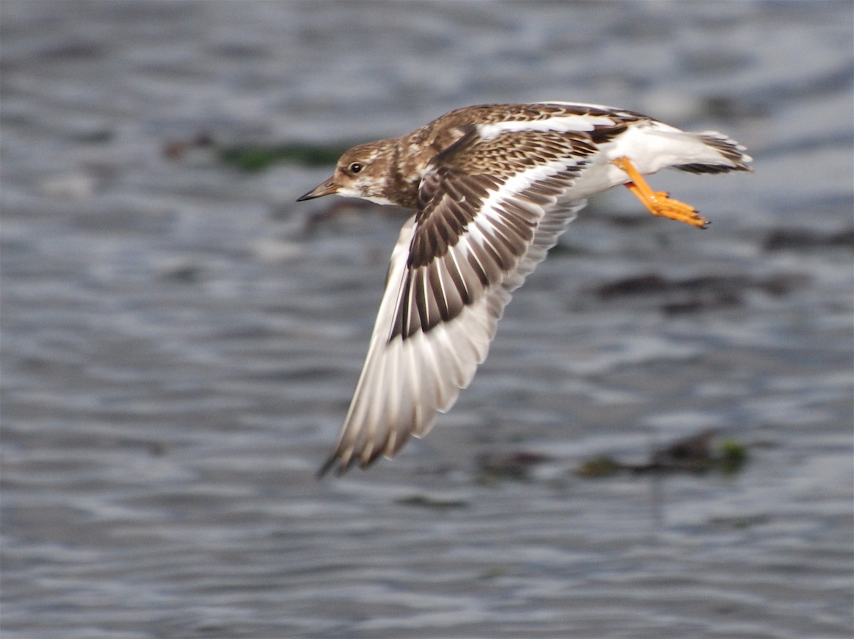 Алаг хайргач - ML611571118