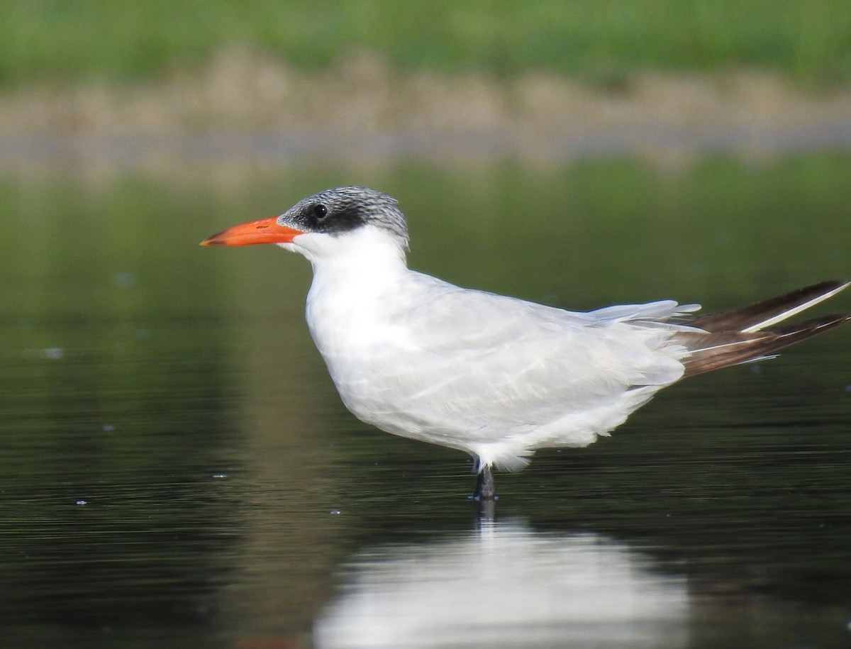 Caspian Tern - deborah grimes