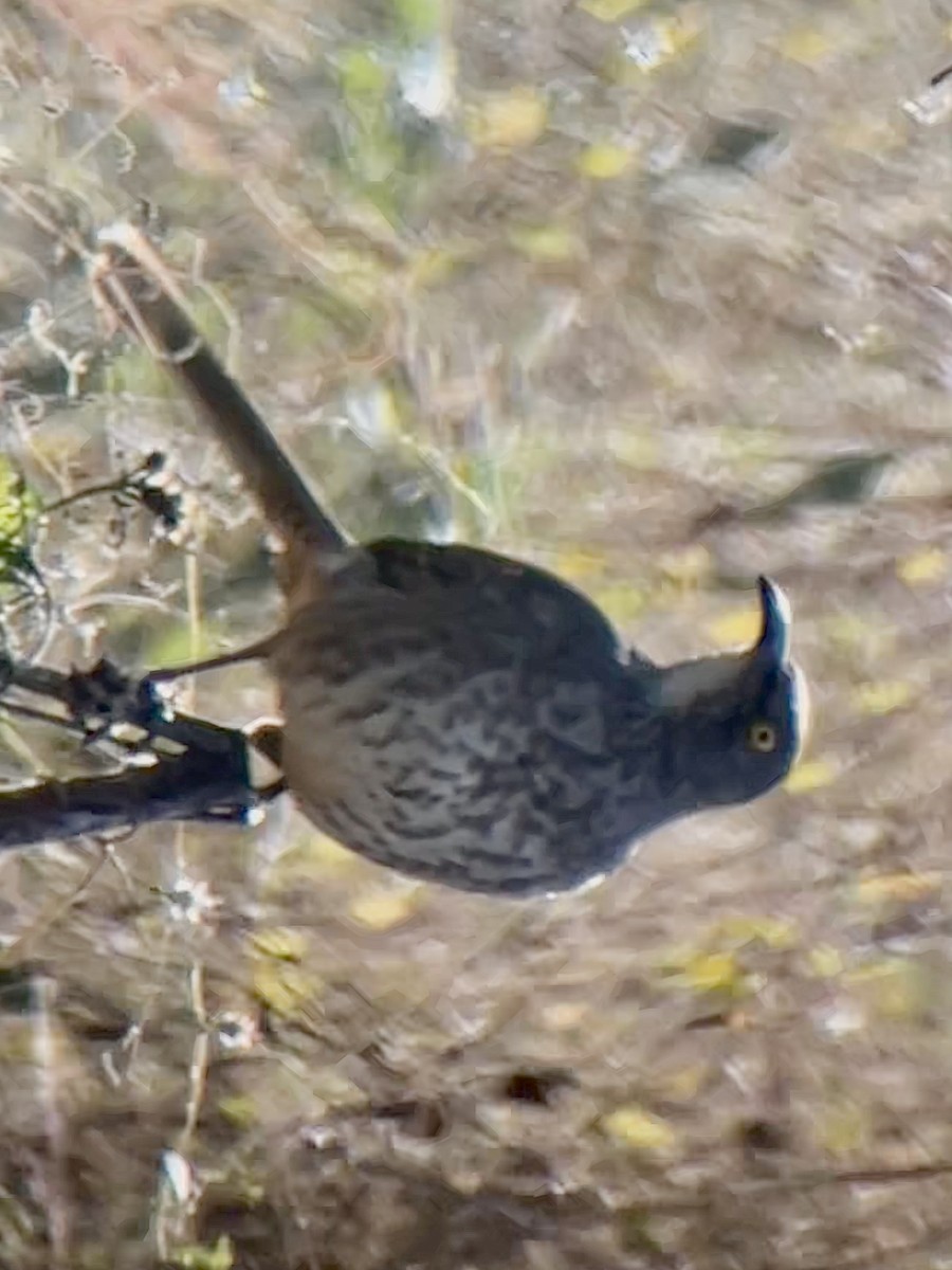 Curve-billed Thrasher - ML611571344