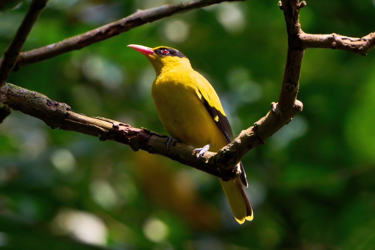 Black-naped Oriole - Yuh Woei Chong