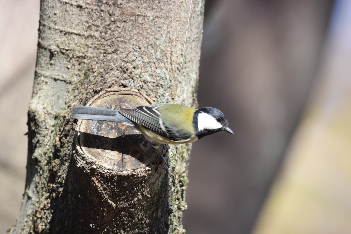 Asian Tit (Japanese) - ML611571390