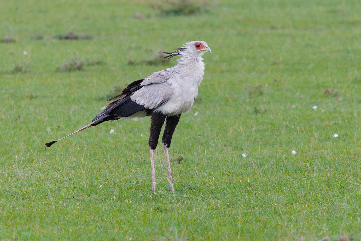 Secretarybird - ML611571392